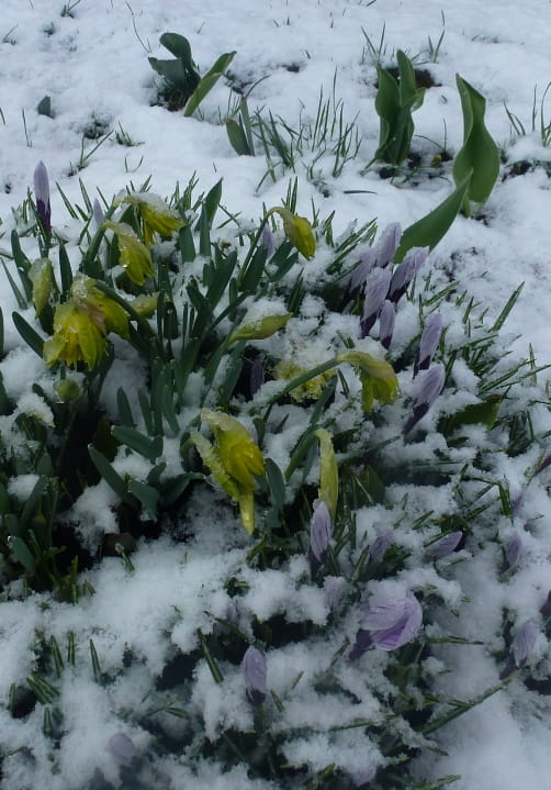 Blumen und Pflanzen aus der Gärtnerei Ziegengeist