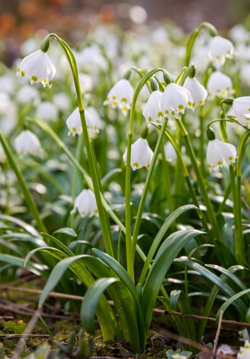 Blumen und Pflanzen aus der Gärtnerei Ziegengeist