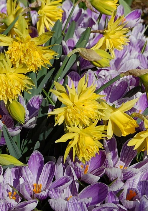 Blumen und Pflanzen aus der Gärtnerei Ziegengeist