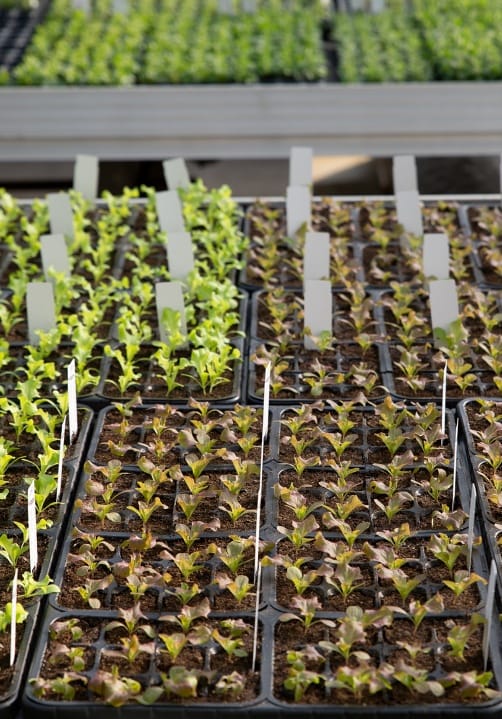 Blumen und Pflanzen aus der Gärtnerei Ziegengeist