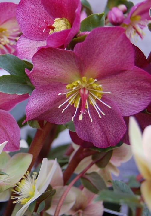 Blumen und Pflanzen aus der Gärtnerei Ziegengeist