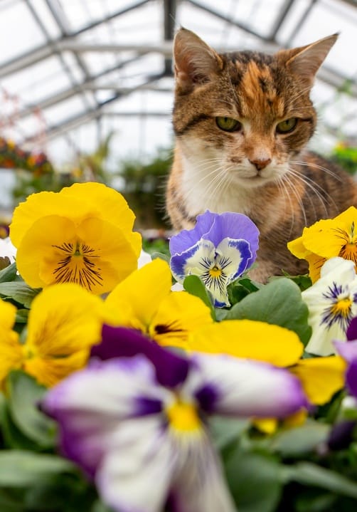 Blumen und Pflanzen aus der Gärtnerei Ziegengeist