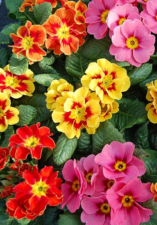 Blumen und Pflanzen aus der Gärtnerei Ziegengeist