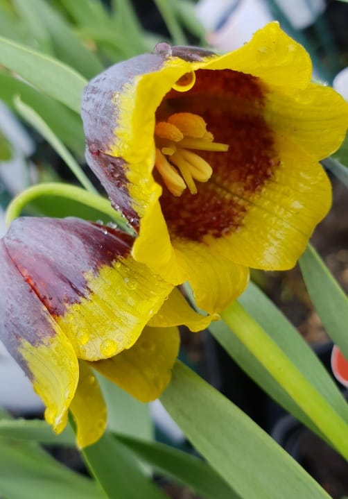 Blumen und Pflanzen aus der Gärtnerei Ziegengeist