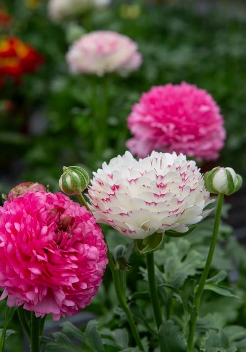 Blumen und Pflanzen aus der Gärtnerei Ziegengeist