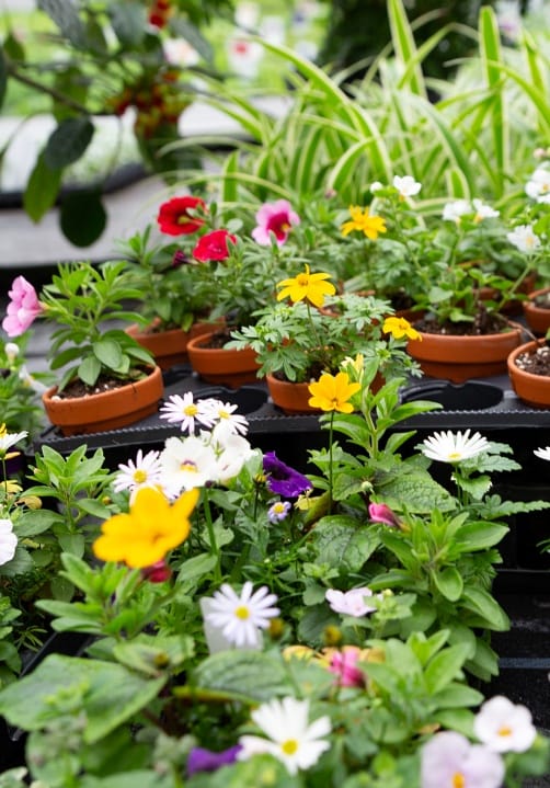 Blumen und Pflanzen aus der Gärtnerei Ziegengeist