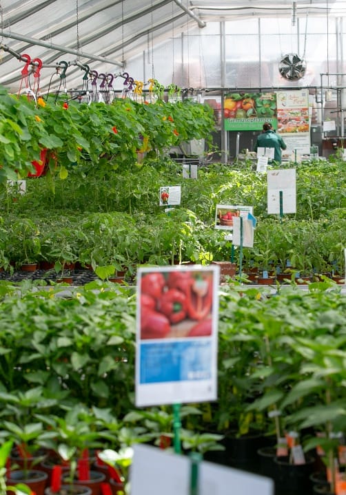 Blumen und Pflanzen aus der Gärtnerei Ziegengeist