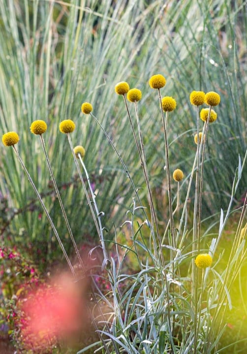 Blumen und Pflanzen aus der Gärtnerei Ziegengeist