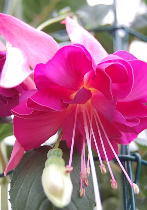 Blumen und Pflanzen aus der Gärtnerei Ziegengeist