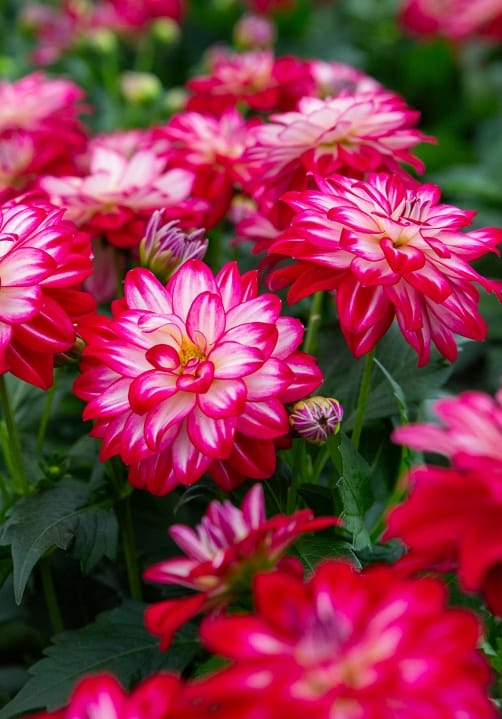 Blumen und Pflanzen aus der Gärtnerei Ziegengeist