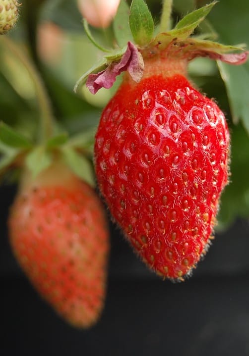 Blumen und Pflanzen aus der Gärtnerei Ziegengeist