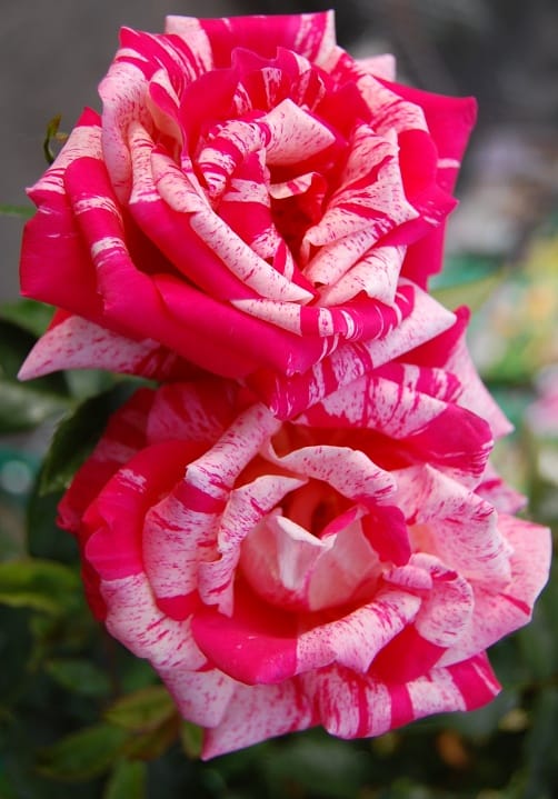 Blumen und Pflanzen aus der Gärtnerei Ziegengeist