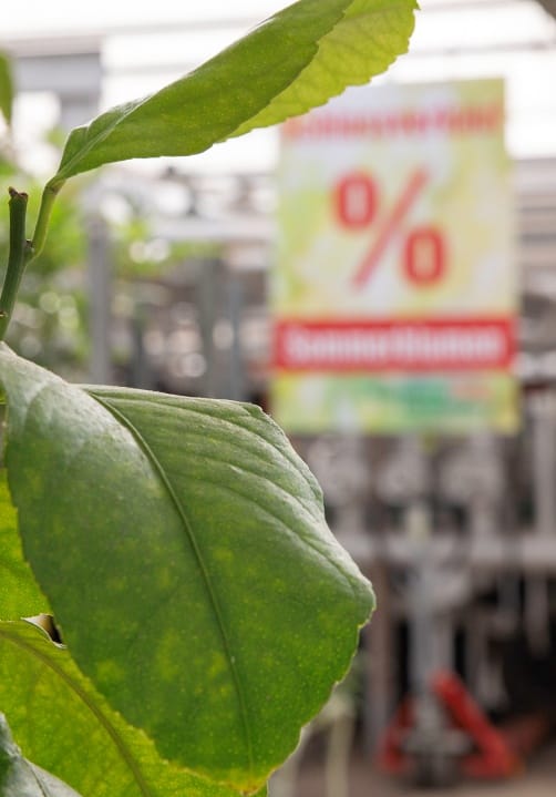 Blumen und Pflanzen aus der Gärtnerei Ziegengeist