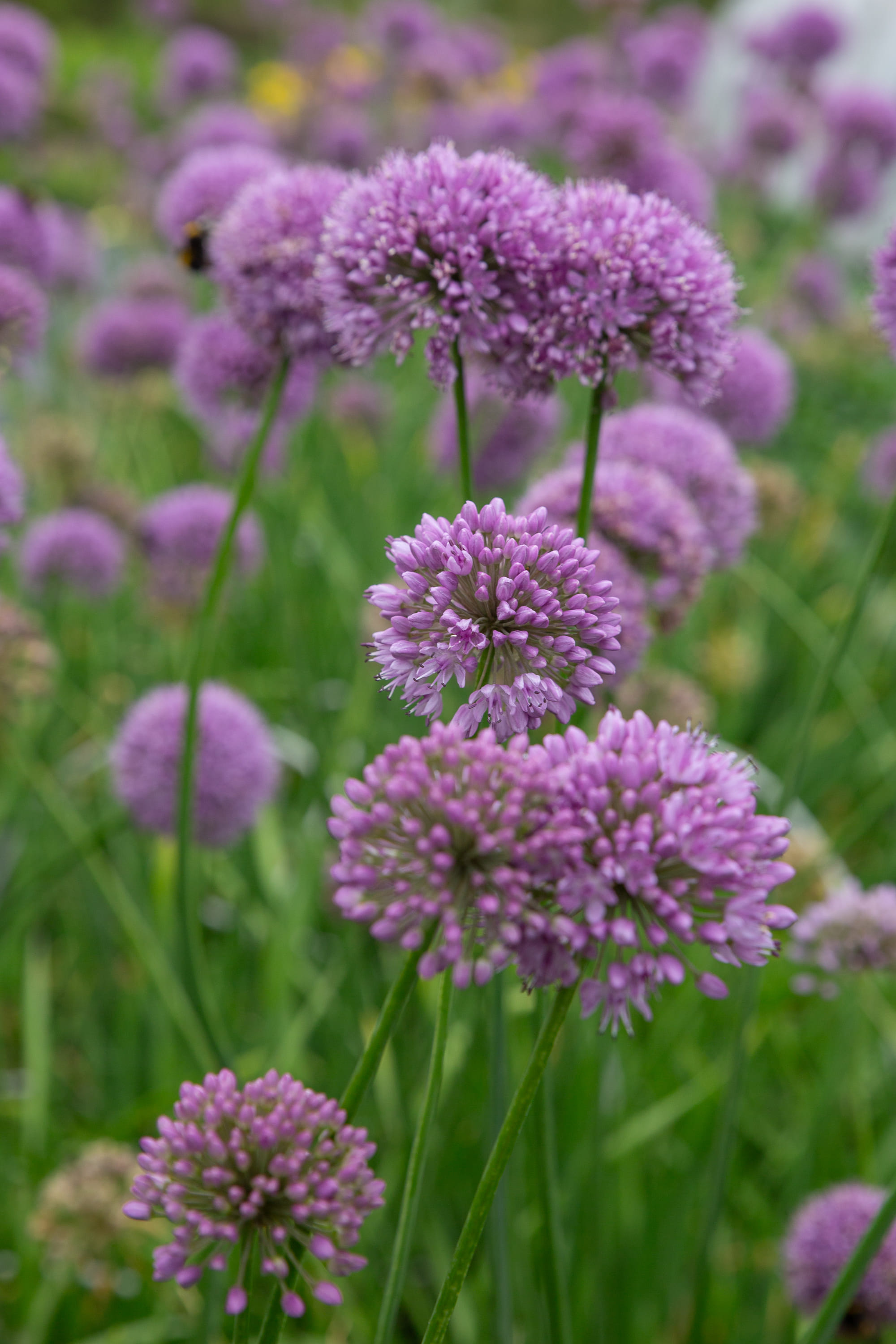 Blumen und Pflanzen aus der Gärtnerei Ziegengeist
