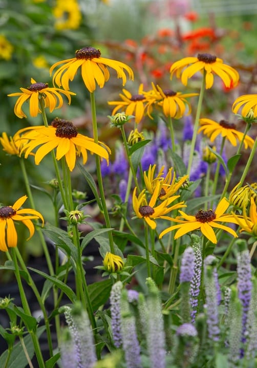 Blumen und Pflanzen aus der Gärtnerei Ziegengeist