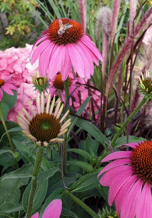 Blumen und Pflanzen aus der Gärtnerei Ziegengeist