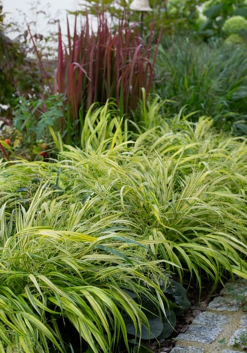 Blumen und Pflanzen aus der Gärtnerei Ziegengeist