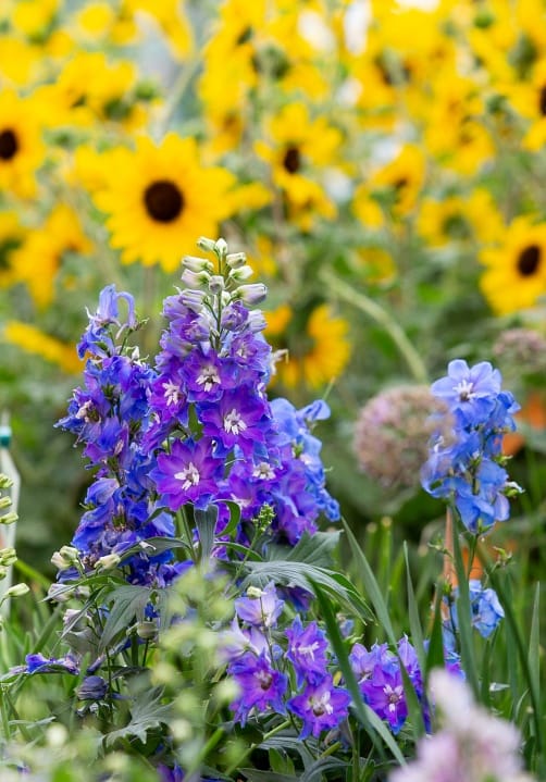 Blumen und Pflanzen aus der Gärtnerei Ziegengeist