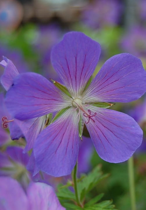 Blumen und Pflanzen aus der Gärtnerei Ziegengeist