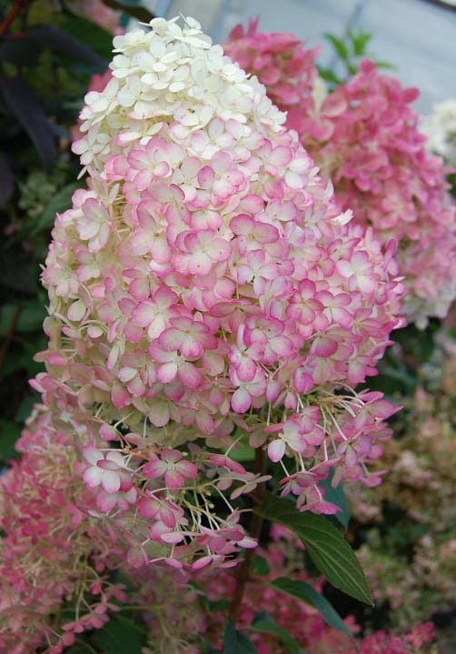 Blumen und Pflanzen aus der Gärtnerei Ziegengeist
