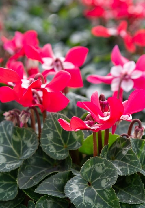 Blumen und Pflanzen aus der Gärtnerei Ziegengeist