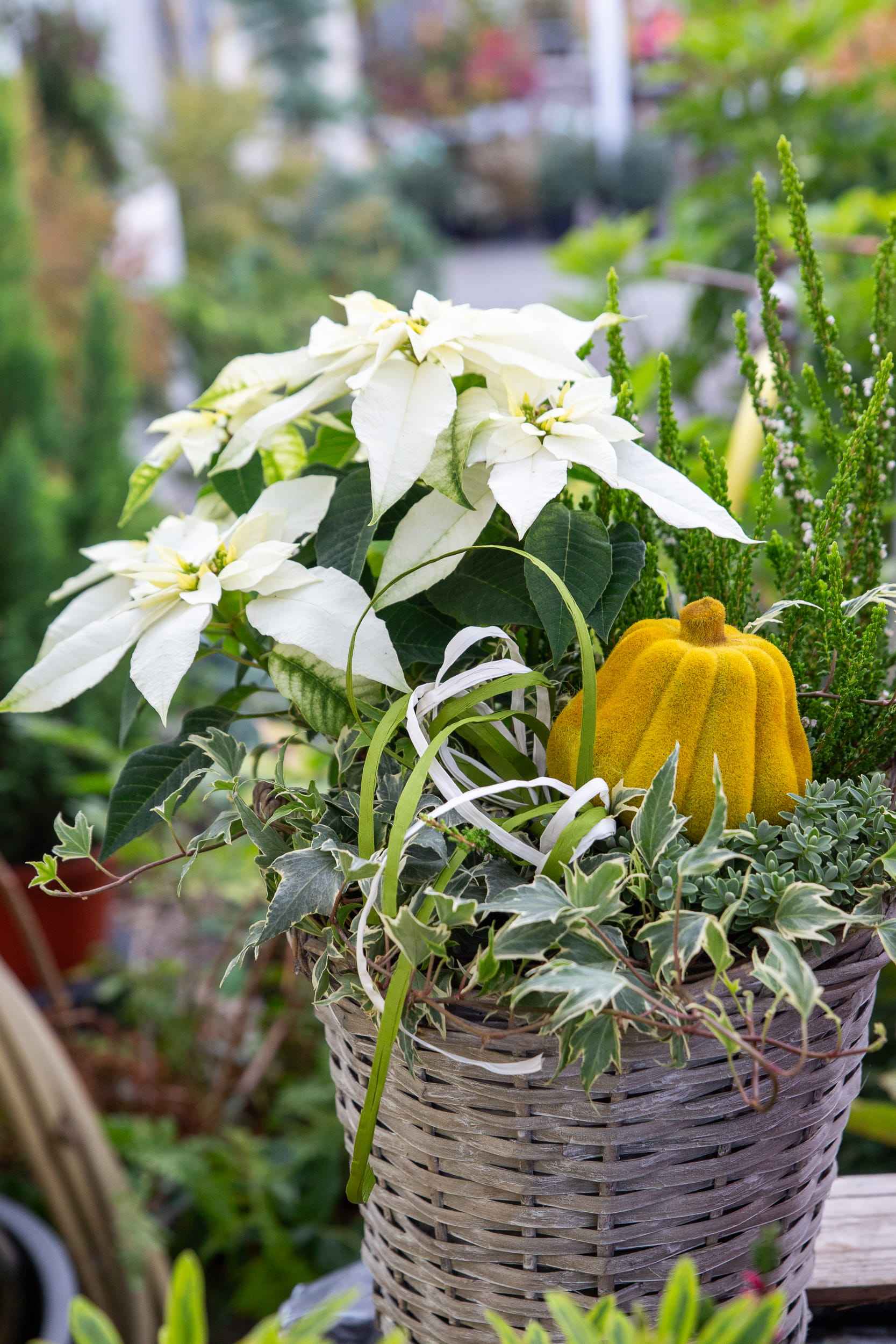 Blumen und Pflanzen aus der Gärtnerei Ziegengeist