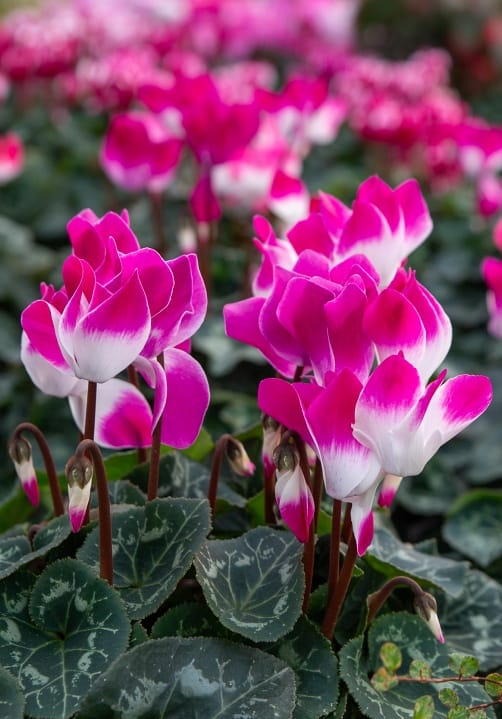Blumen und Pflanzen aus der Gärtnerei Ziegengeist