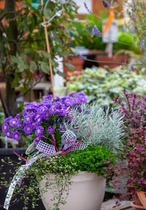 Blumen und Pflanzen aus der Gärtnerei Ziegengeist