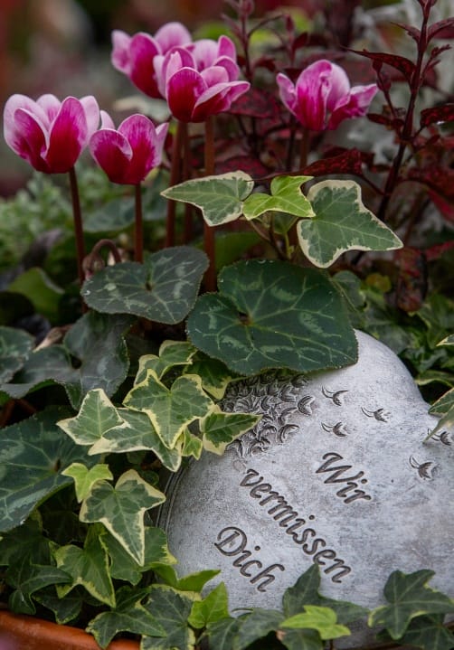 Blumen und Pflanzen aus der Gärtnerei Ziegengeist