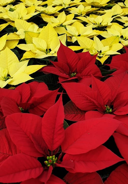 Blumen und Pflanzen aus der Gärtnerei Ziegengeist