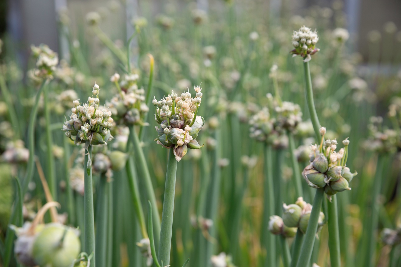 Gartenfreude erleben mit bewährten Klassikern & spannenden Neuheiten!